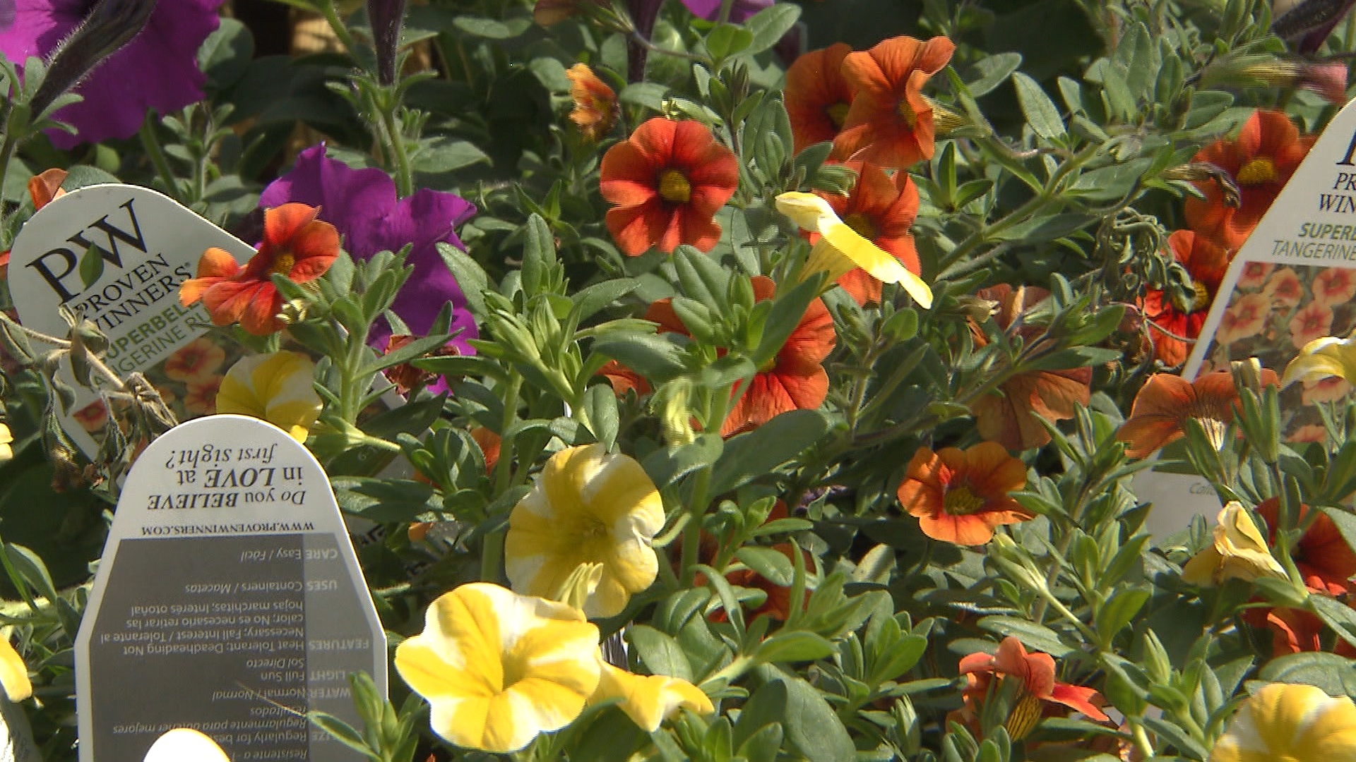 Calibrachoa are hardy petunia look-alikes